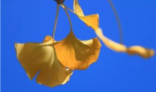 blob.png